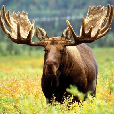 Robert M Hyer Jr's avatar
